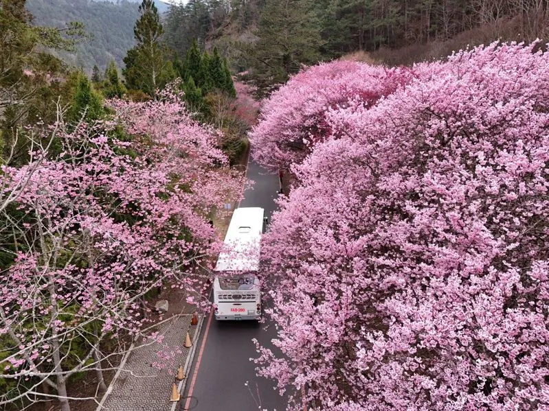 「武陵農場櫻花季」疏運自2月13日至3月1日共17天，疏運期間涵蓋春節及228和平紀念日連假，管制期間每日限制6000人進場。交通部公路局提供