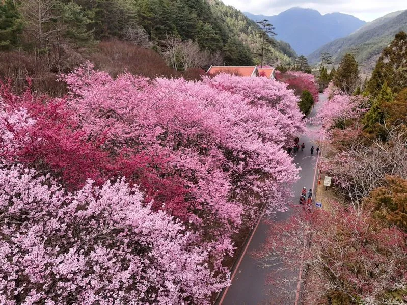 今年國光客運台北與宜蘭2地5站出發的賞櫻專車，於1月7日中午12時開始販售，台北出發來回票加上武陵農場門票全票730元，優待票450元。交通部公路局提供