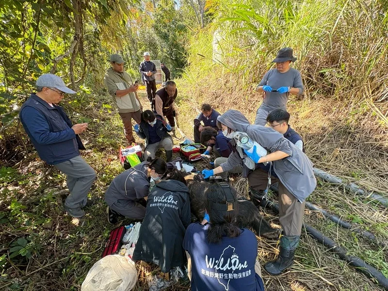 屢次造訪花蓮卓溪鄉聚落的台灣黑熊「阿里曼．西肯」，林保署多方嘗試驅趕未奏效，居民相當恐慌；5日以安全套索捕獲，由獸醫麻醉檢視，確認健康狀況穩定，考量牠已慣性入侵養禽場覓食，將牠送台北市立動物園安置，不再野放。中央社