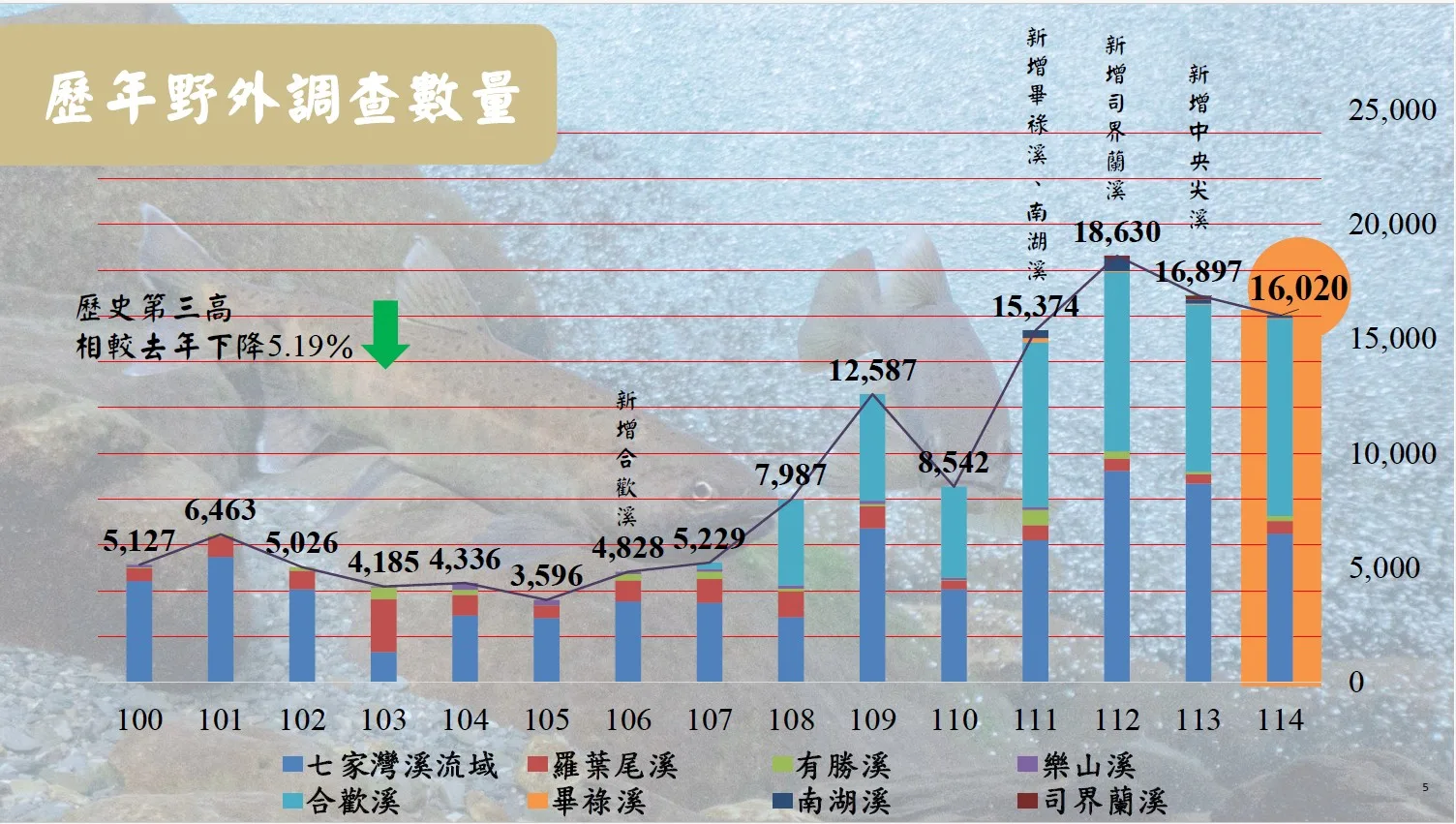櫻花鉤吻鮭近年族群穩定成長，保育成果佳。雪霸國家公園提供