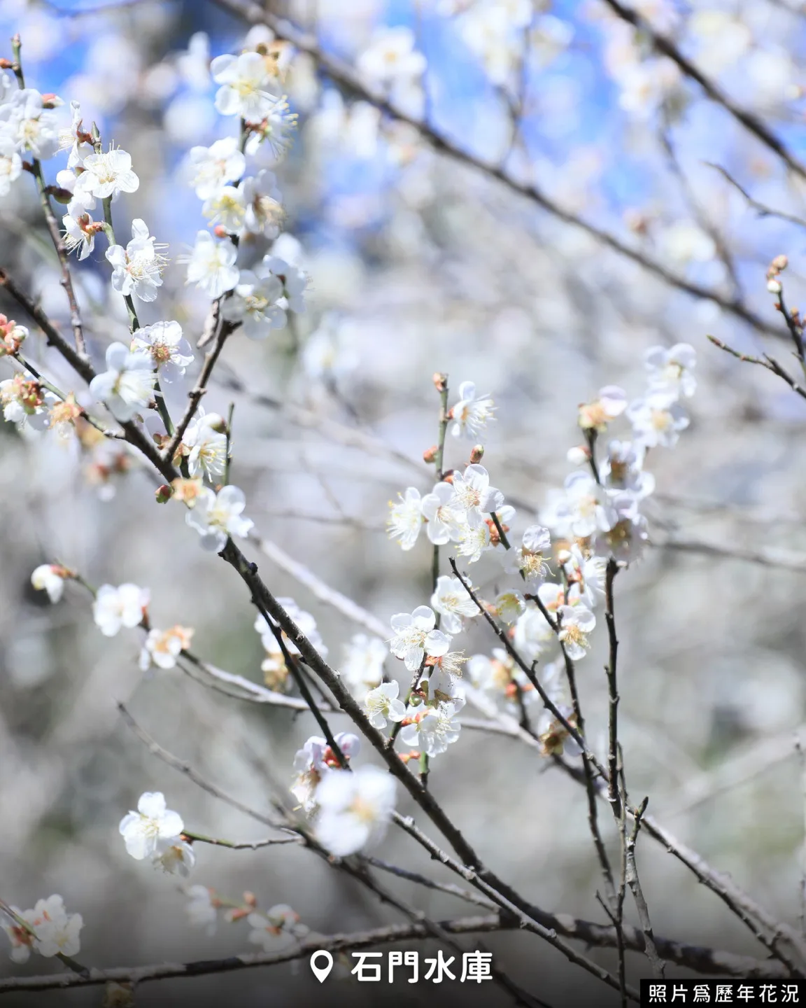 位於大溪的石門水庫槭林公園,則能一次蒐集梅花、楓葉與落羽松三種季節限定美景。翻攝自 樂遊桃園臉書