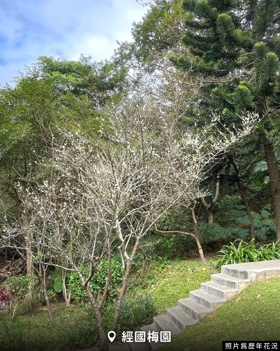 若是想在市區附近輕鬆賞梅,經國梅園是不少市民的口袋名單。翻攝自 樂遊桃園臉書