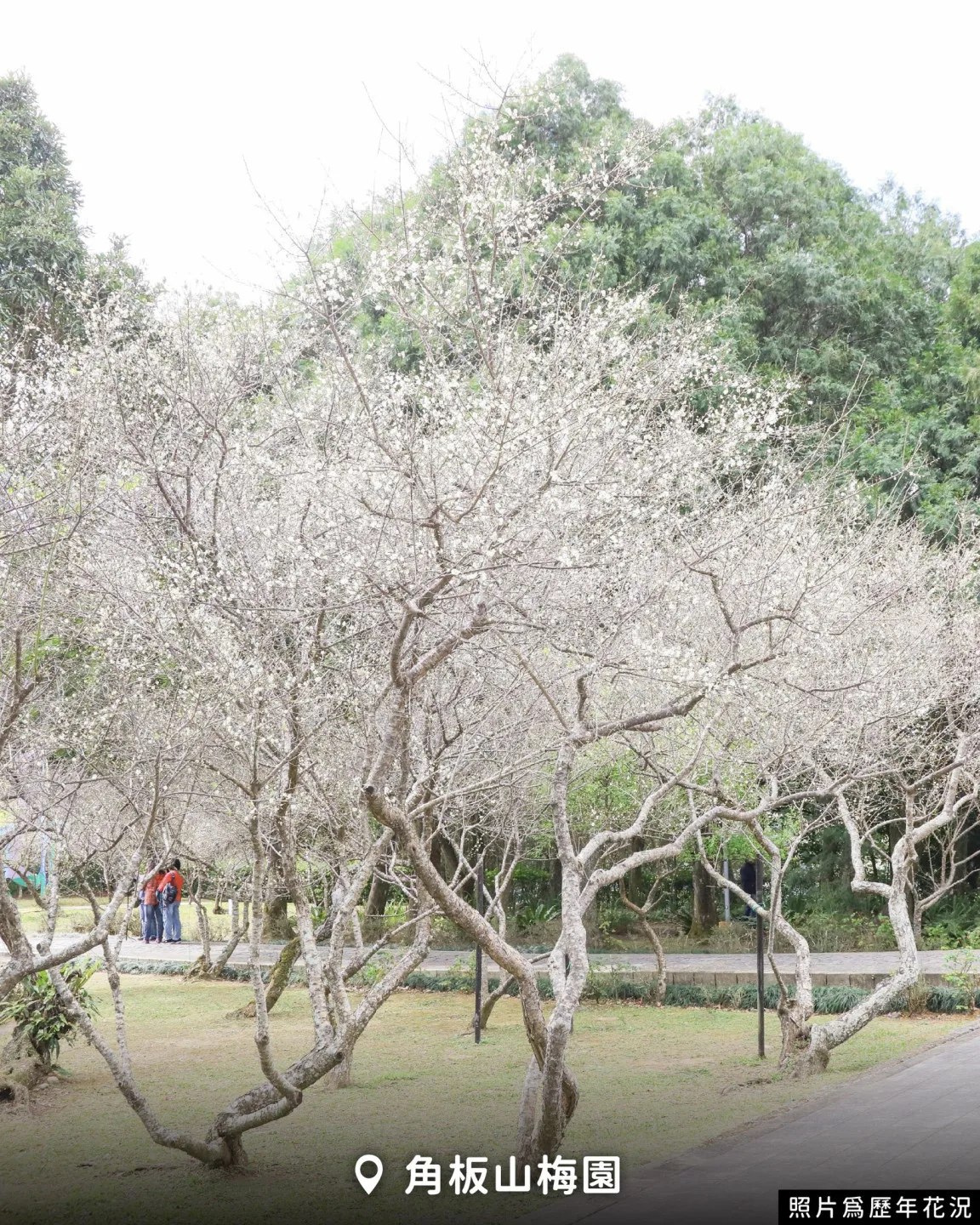 角板山公園是北台灣規模最大的梅園,園區種植將近300棵梅樹。翻攝自 樂遊桃園臉書