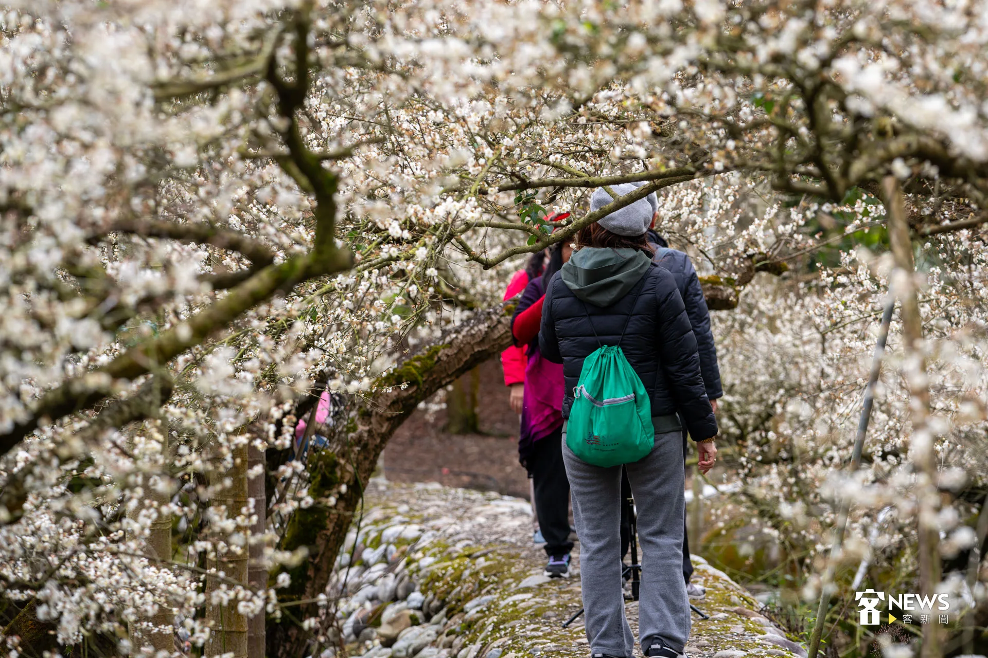 1月正是梅花飄香的季節,不妨把握冬日時光,收藏一年中最清新的風景。圖為2025年台中新社梅花景。洪藝晅攝