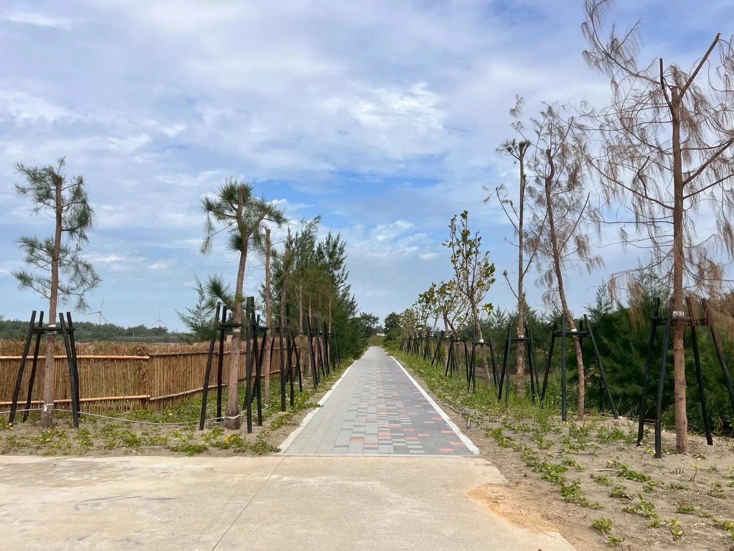 鳳坑沙灣二期工程增設的定砂竹圍籬與步道。