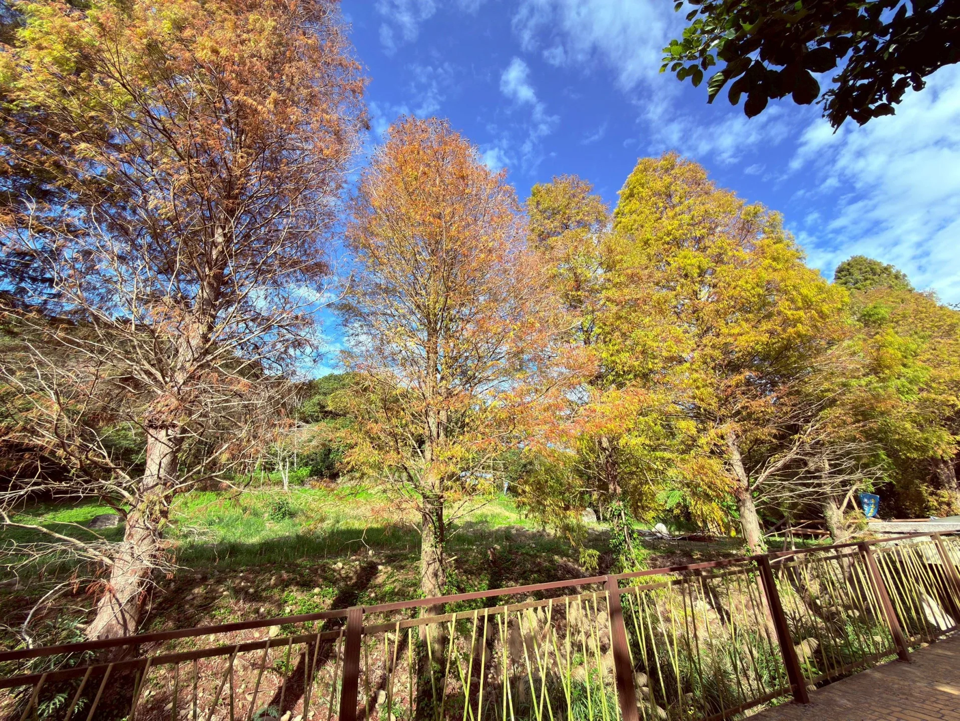 新埔鎮九芎湖步道沿線落羽松逐漸轉為金黃、橘紅色調,成排林木點綴山林。竹縣府提供