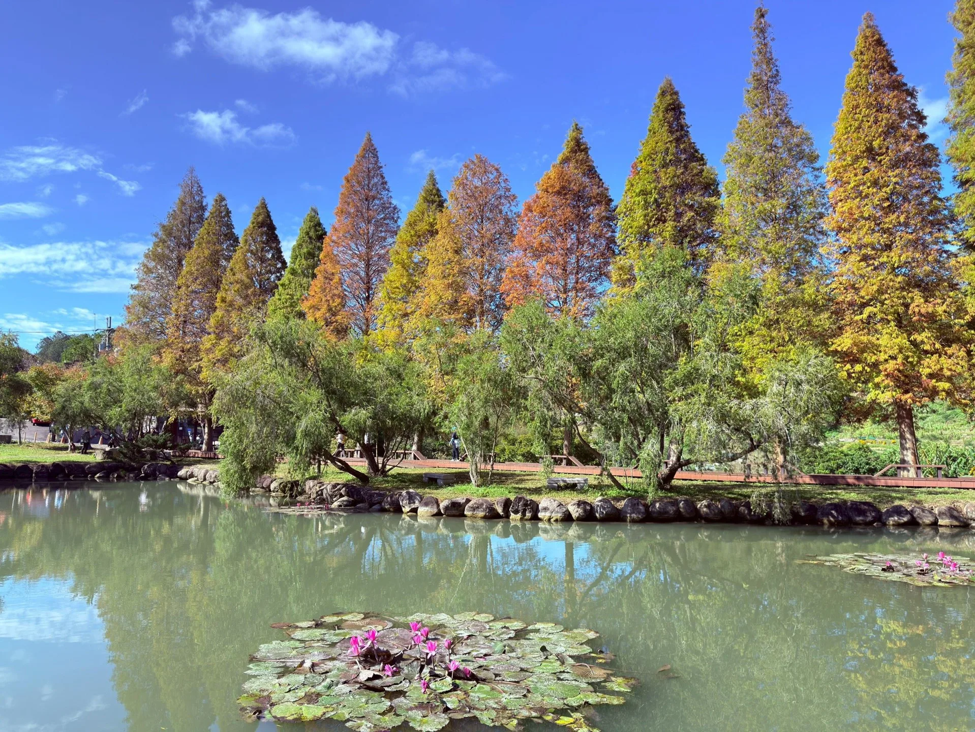 北埔六塘落羽松林圍繞湖畔,緋紅樹影倒映水面,營造出靜謐浪漫的冬日賞景氛圍。竹縣府提供