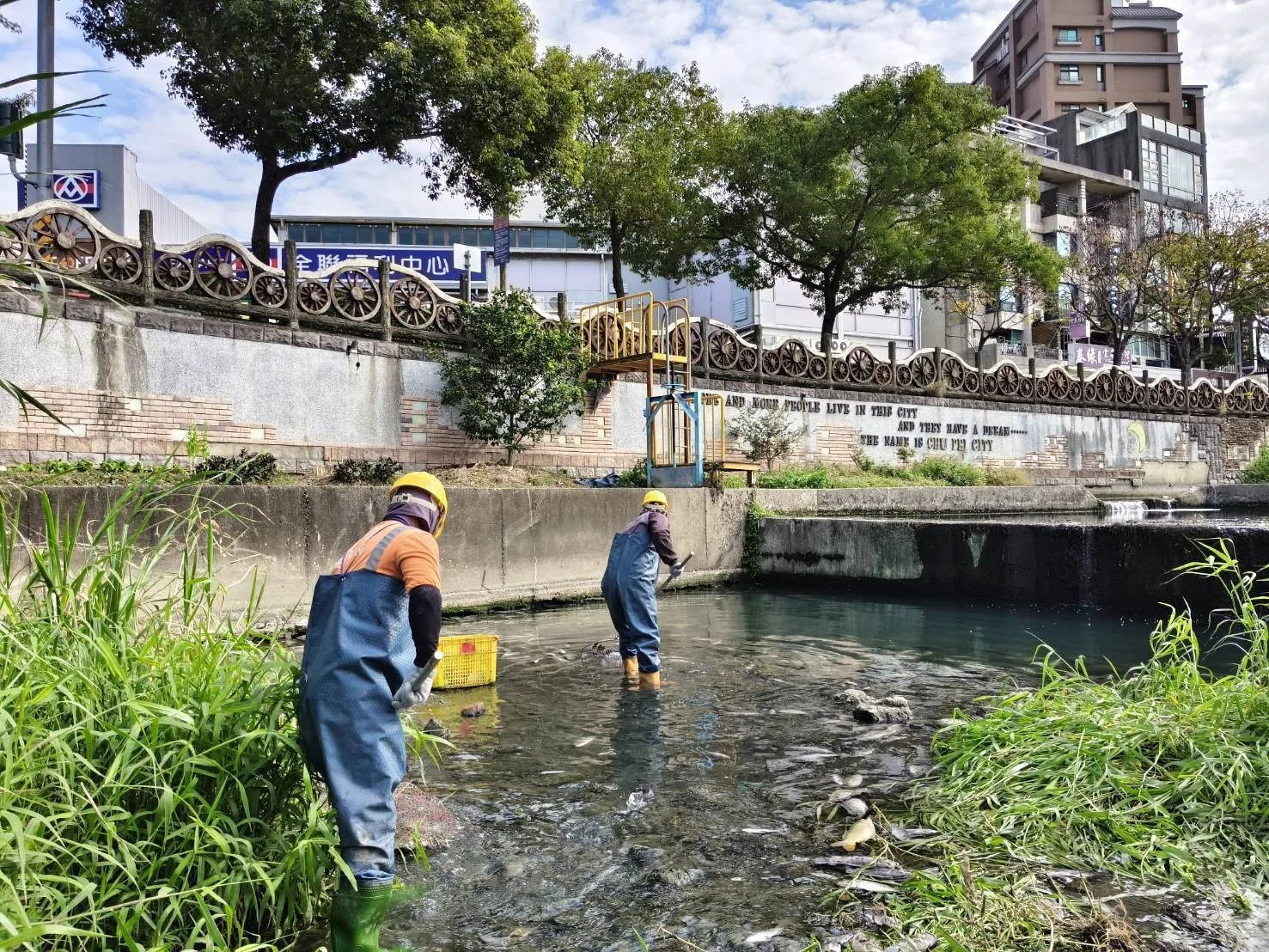 新竹縣政府工務處獲報立即請廠商清理豆子埔溪魚屍,維護水環境。新竹縣政府提供
