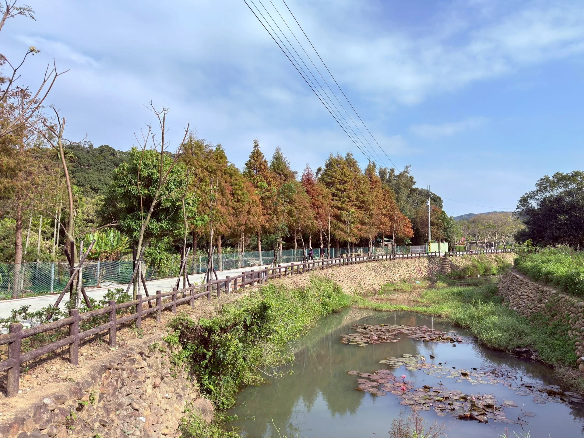 湖口鄉畚箕窩溪步道結合溪岸與生態景觀,落羽松轉色添景,步道平緩好走。竹縣府提供