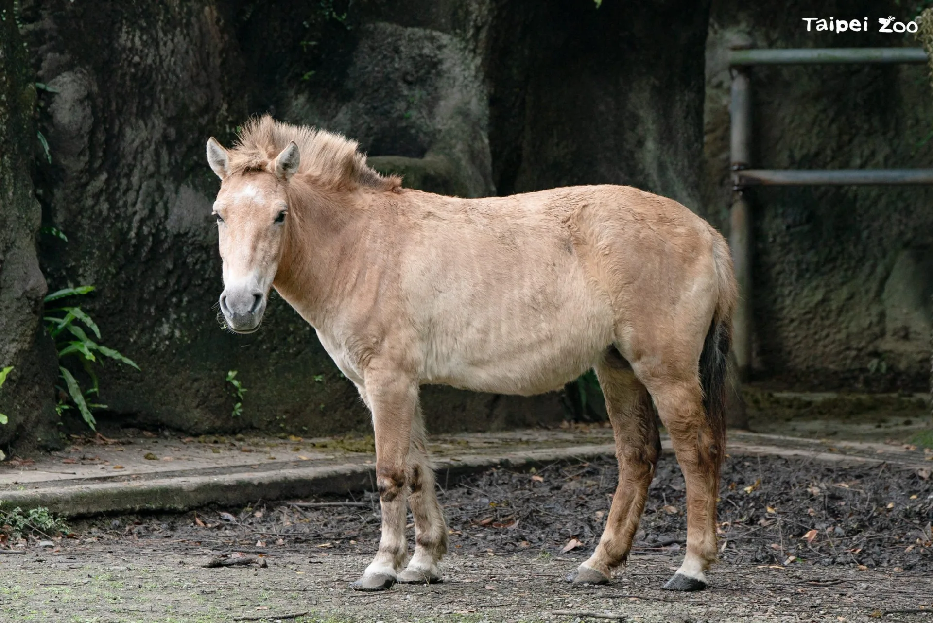 位在臺北市立動物園溫帶動物區的蒙古野馬(Przewalski’s Horse)是世界上僅存的「野馬」。臺北市立動物園提供