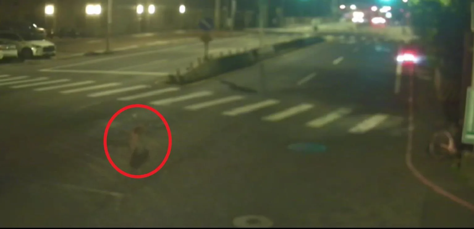 新北公車夜路輾斃遊蕩犬隻，駕駛逃逸移送法辦。新北動保處提供