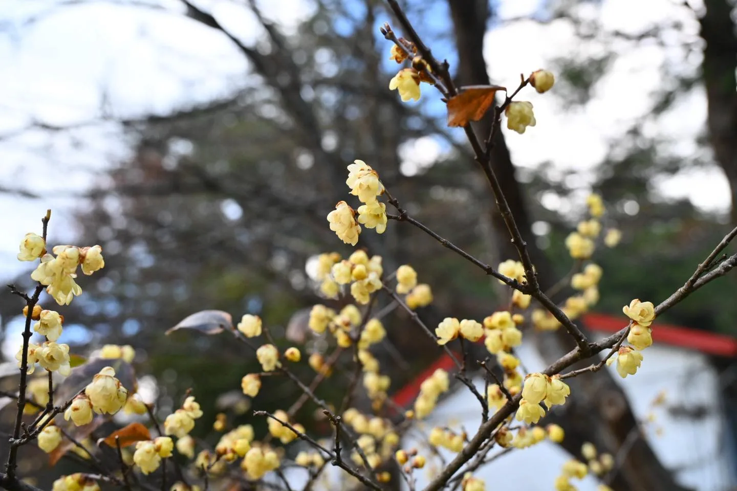 武陵農場蠟梅。武陵農場提供
