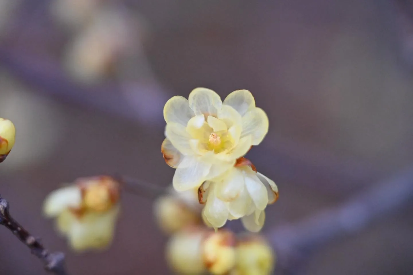蠟梅。武陵農場提供