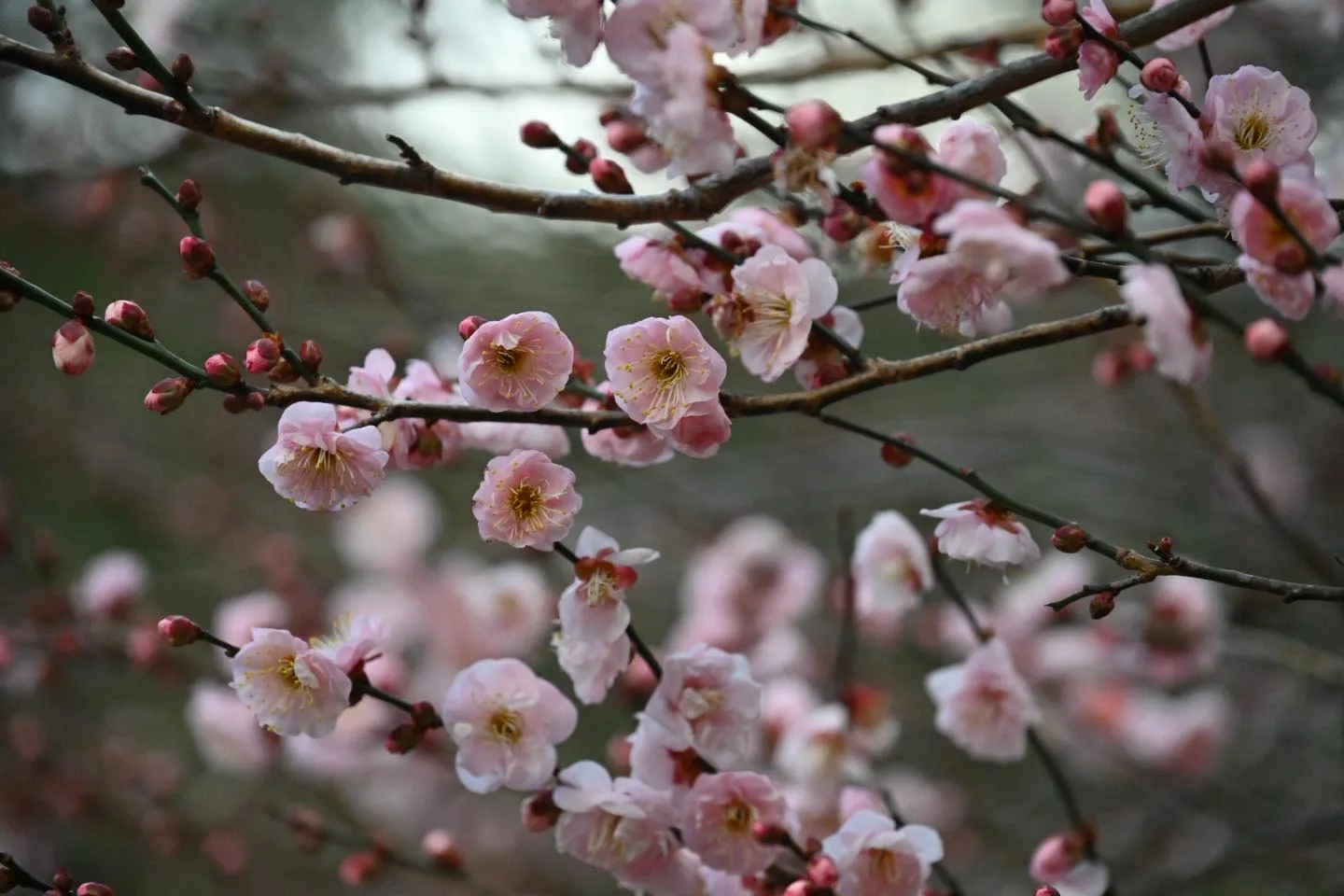 宮粉梅。武陵農場提供
