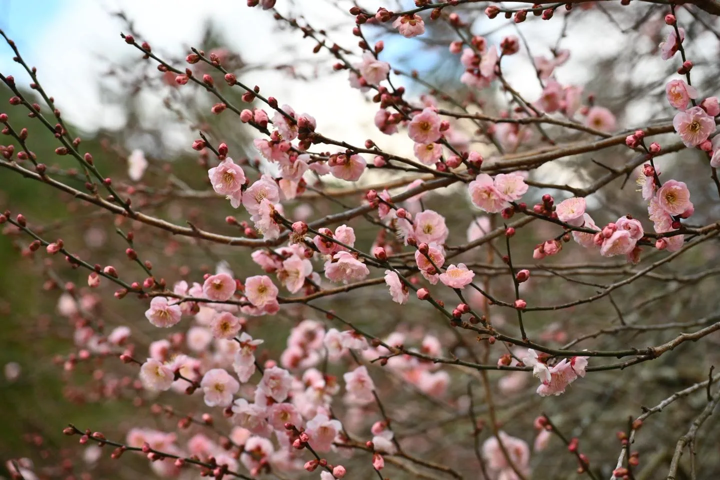 宮粉梅持續綻放中。武陵農場提供