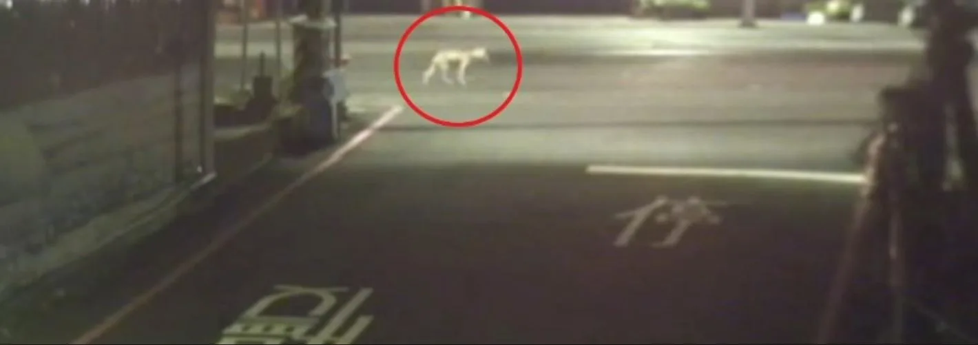 新北公車夜路輾斃遊蕩犬隻，駕駛逃逸移送法辦。新北動保處提供