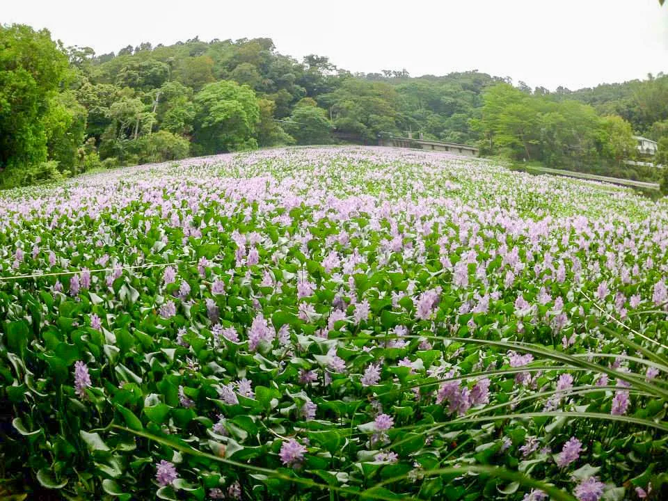 SARS來的那一年為了清除大埔水庫的布袋蓮,大家喊出「河病人瘟,清心淨湖」的口號。工作之暇,大家還在水上工作站彈琴跳舞自娛。陳權欣攝
