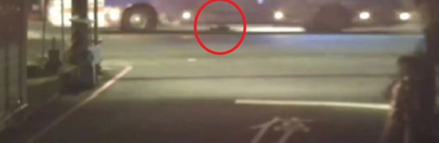 新北公車夜路輾斃遊蕩犬隻，駕駛逃逸移送法辦。新北動保處提供