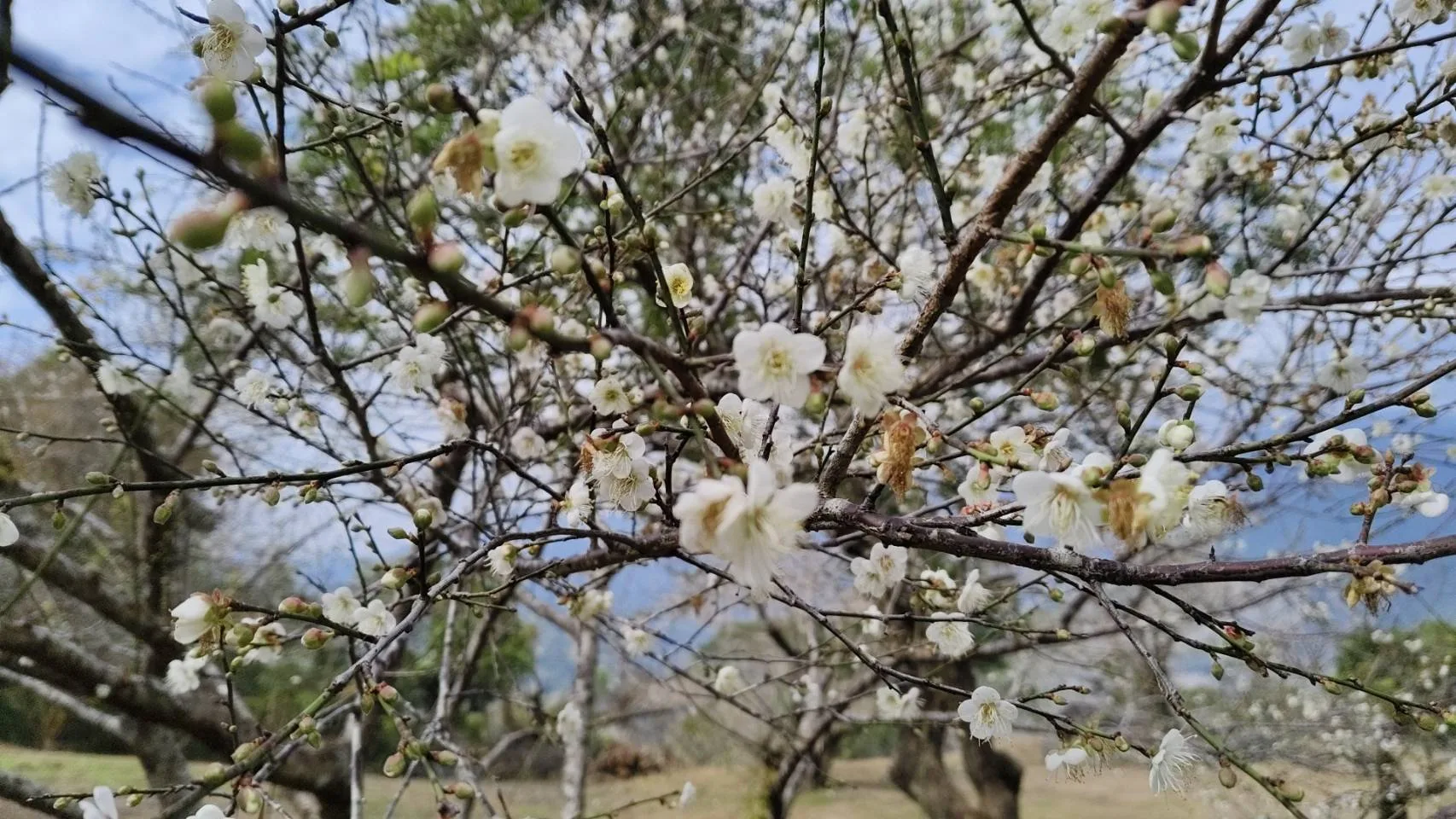 六龜寶來是全台最南端的賞梅勝地，目前開花率達6成。翻攝自六龜區公所FB