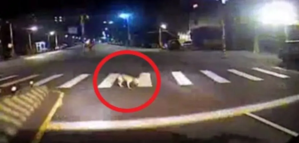 新北公車輾斃浪犬「剎車再駛過」　動保處：駕駛函送法辦