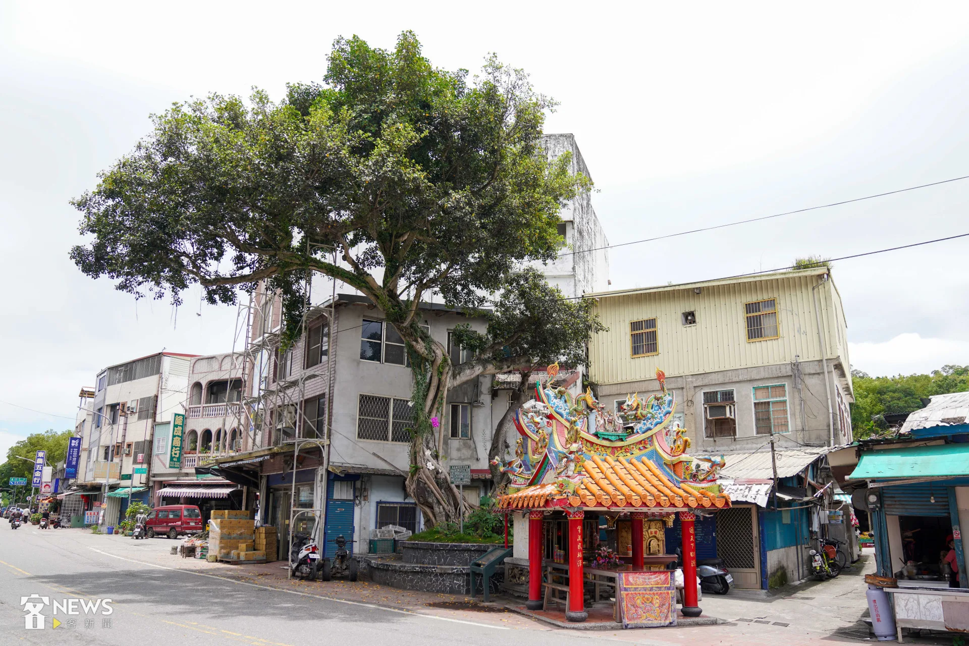 花蓮富里中山路與永安街路口的老榕樹，遭颱風康芮摧殘枯萎。圖為該樹2022年枝繁葉茂的樣貌。資料照，范修語攝