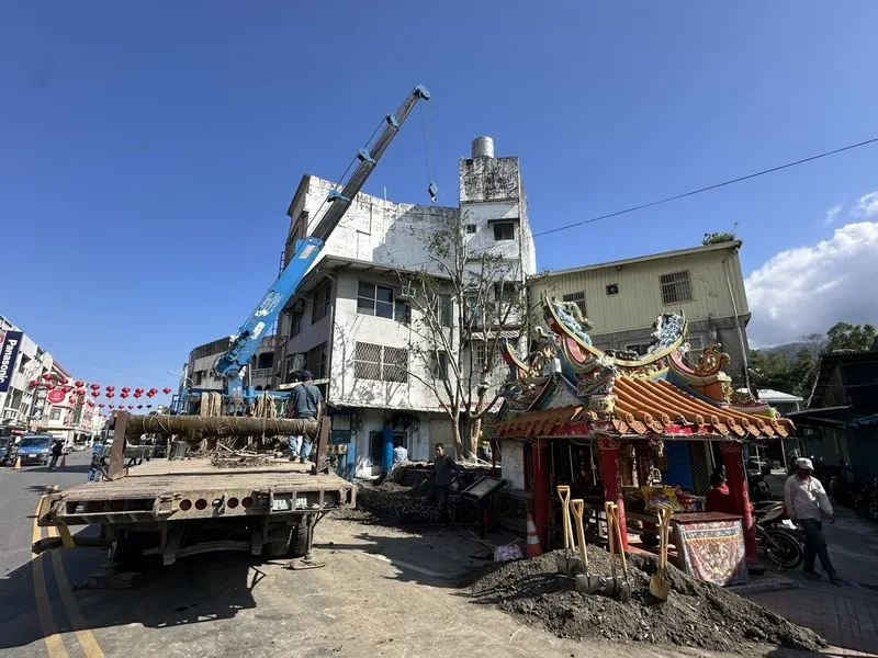 新植的太魯閣櫟接棒守護伯公廟。中央社