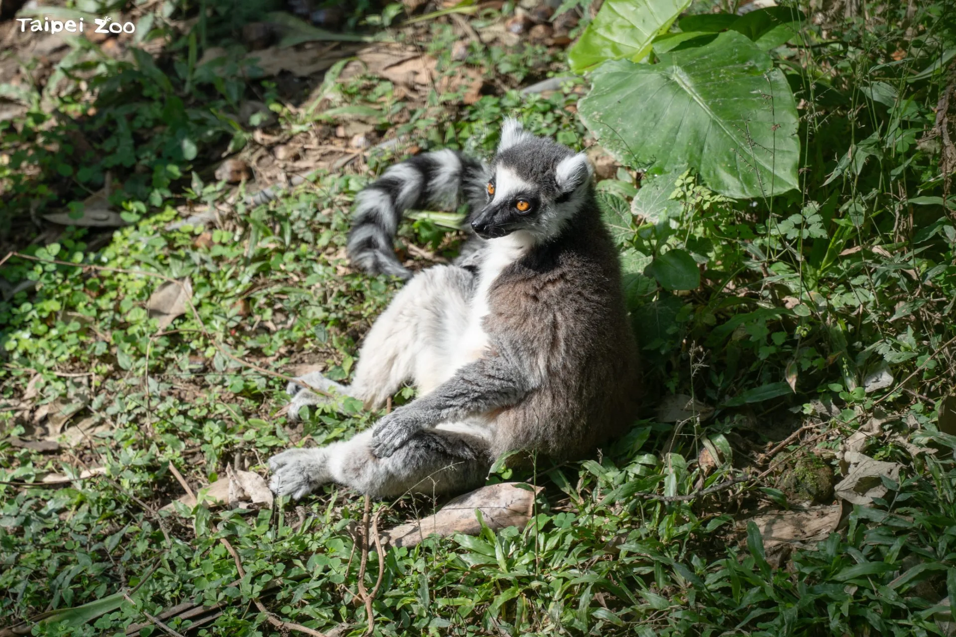 以坐姿享受日光浴的環尾狐猴，彷彿在打坐或是冥想，模樣十分有儀式感。北市動物園提供