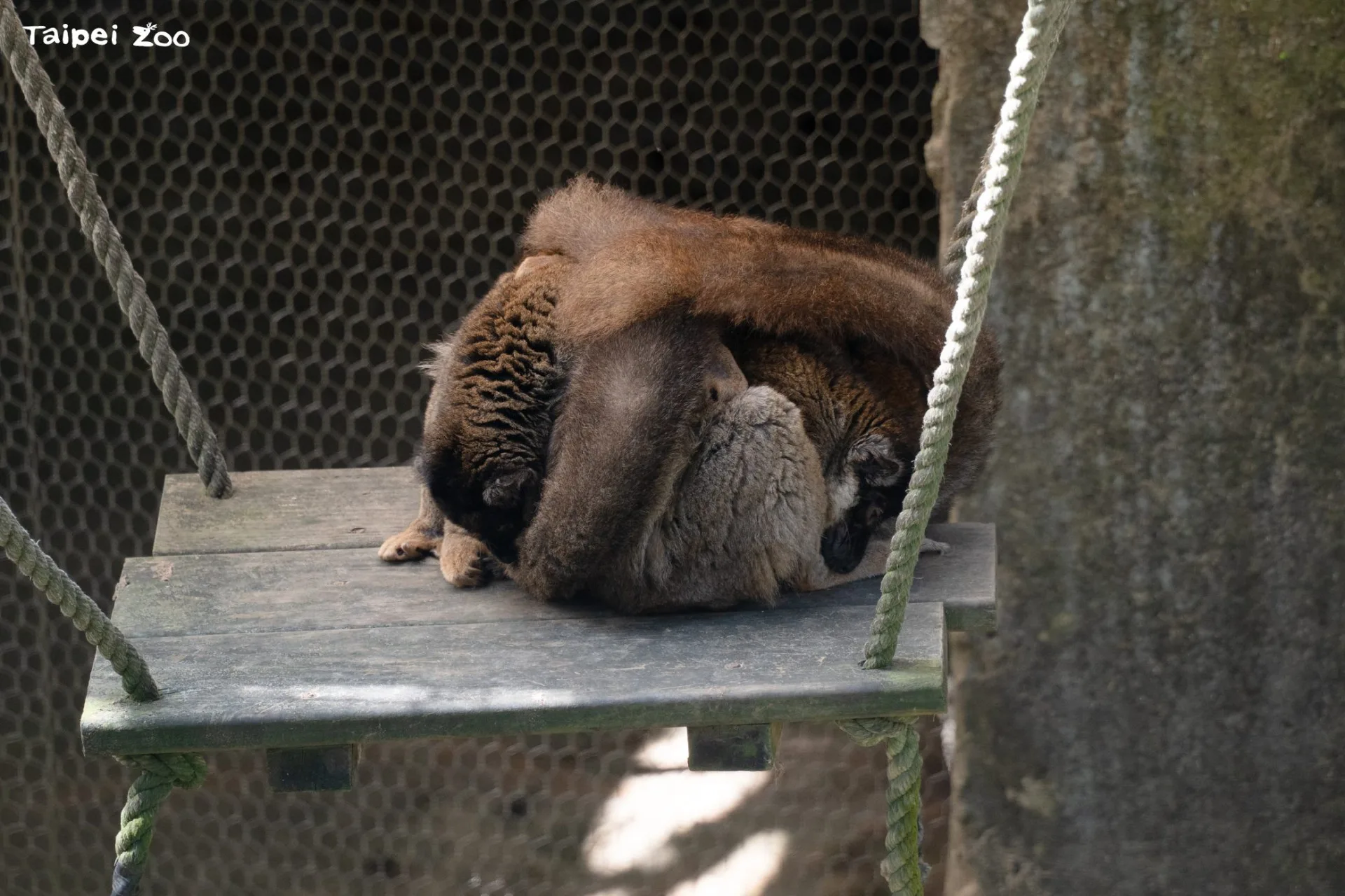 仔細看這一團毛球，其實是互相以尾巴蓋住彼此的褐狐猴。北市動物園提供