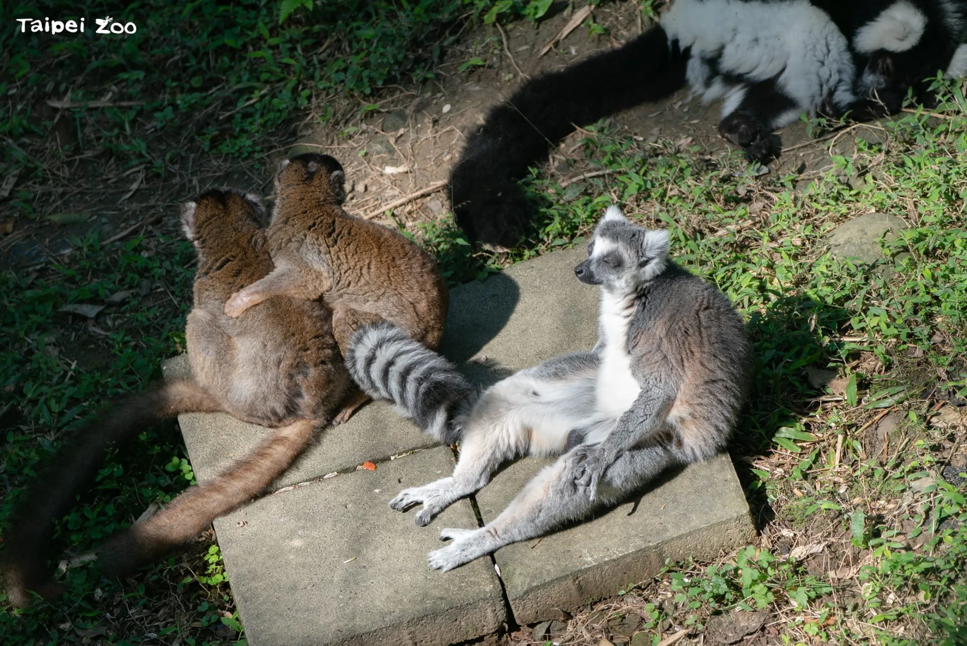 動物園狐猴曬冬陽　慵懶風、團抱取暖超吸睛