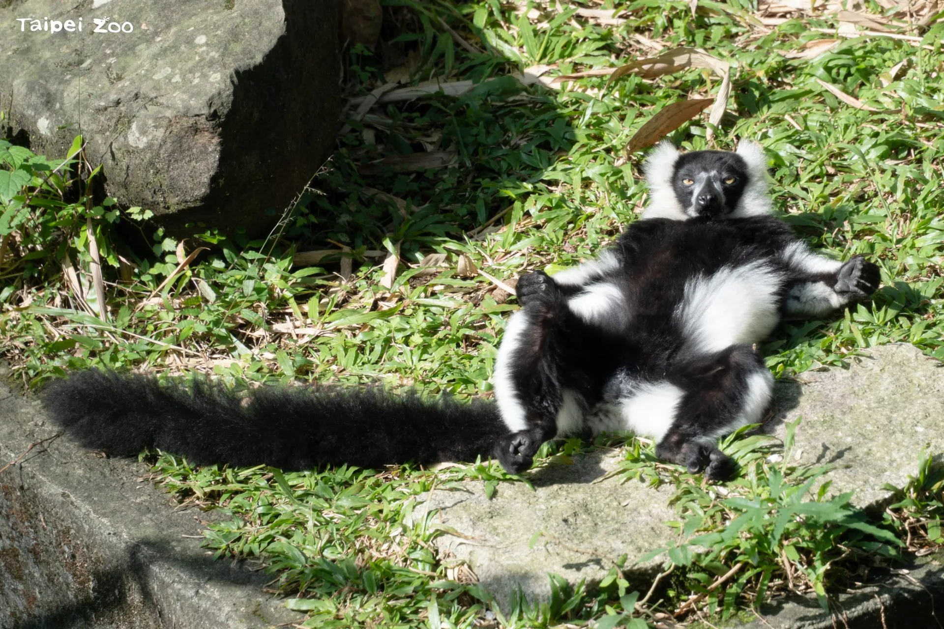 走慵懶寫意路線的白頸狐猴。北市動物園提供
