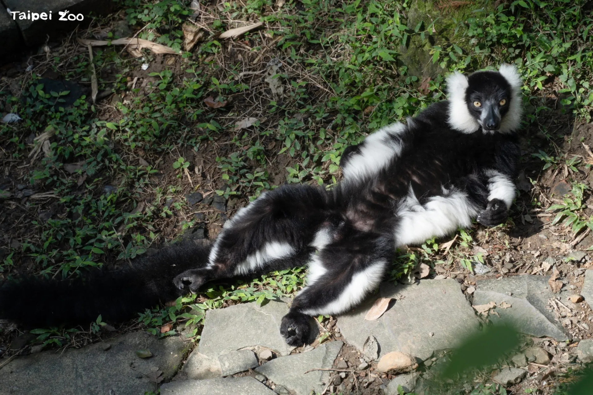 白頸狐猴喜歡舒展四肢，呈現大字形，享受冬日難得的日光浴。北市動物園提供