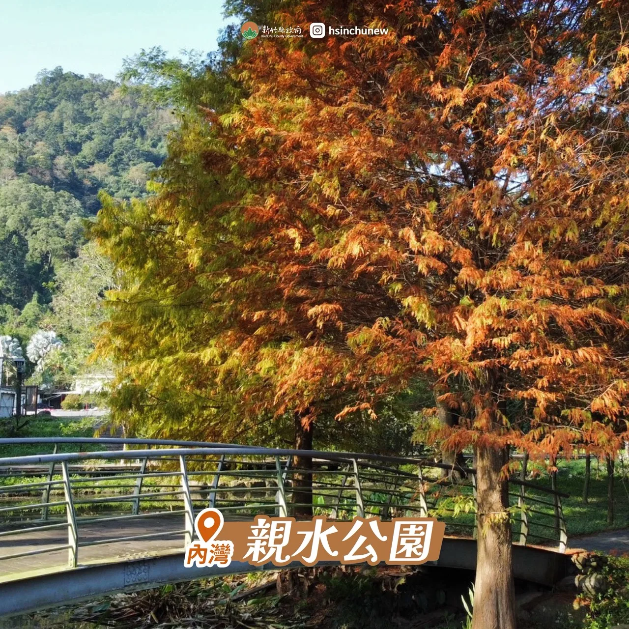 「內灣親水公園」可同時欣賞落羽松林與鐵道風光,若抓準時機,還能拍下火車緩緩穿越落羽松林的畫面。新竹縣政府提供