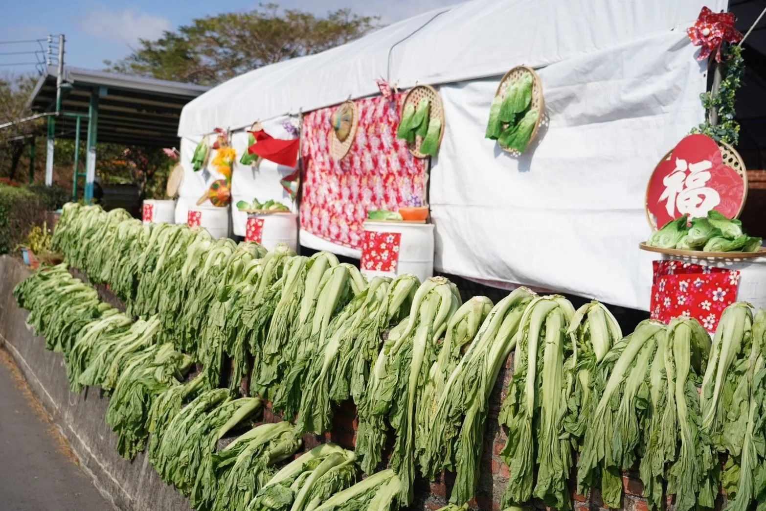 曬芥菜過程。新竹縣政府提供