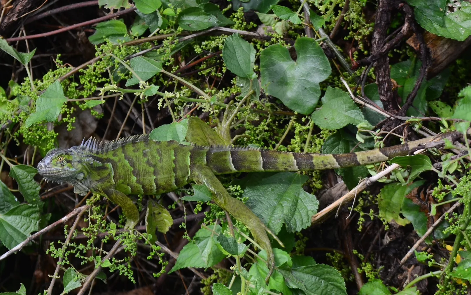 綠鬣蜥2025年移除逾26萬隻創新高。林業保育署提供