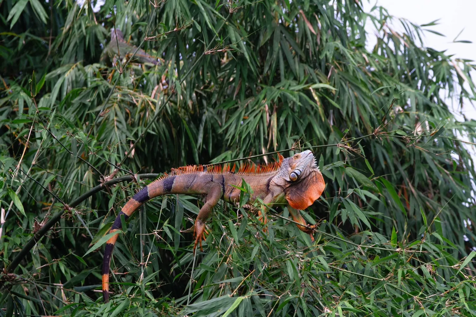 農業部林業保育署今（19）天表示，2025年綠鬣蜥移除總量達26萬隻，創下新高紀錄。林業保育署提供