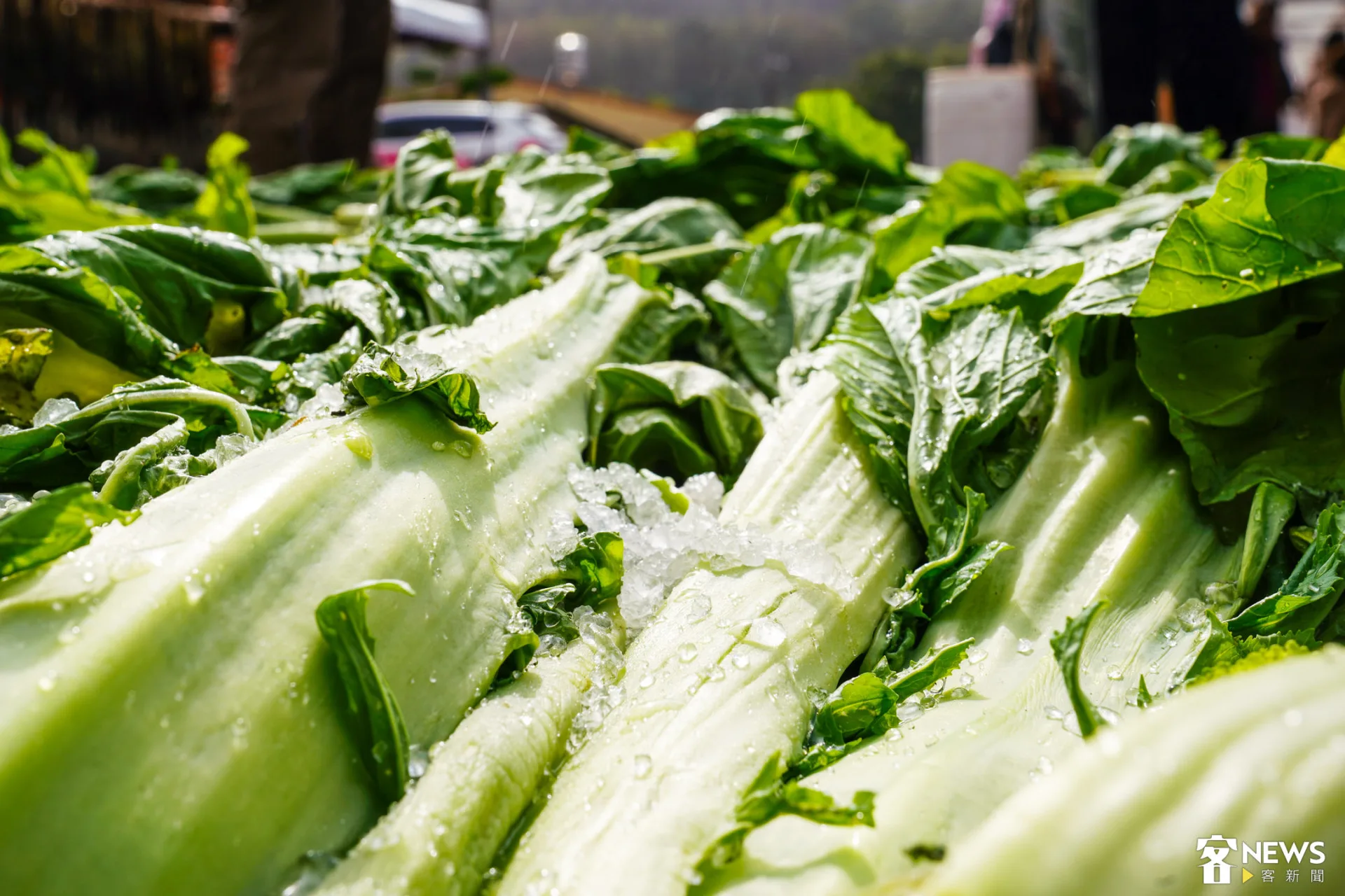 芥菜曬過之後撒上鹽巴，準備進入用雙腳踩踏的步驟。朱愷元攝