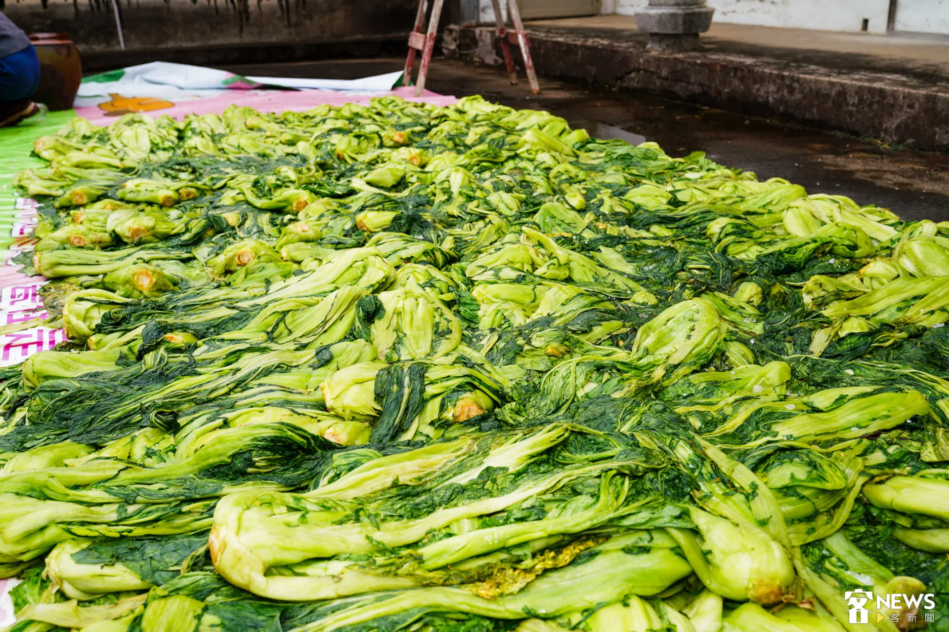 經過眾人努力踩踏過後，下一個步驟就是醃漬。朱愷元攝