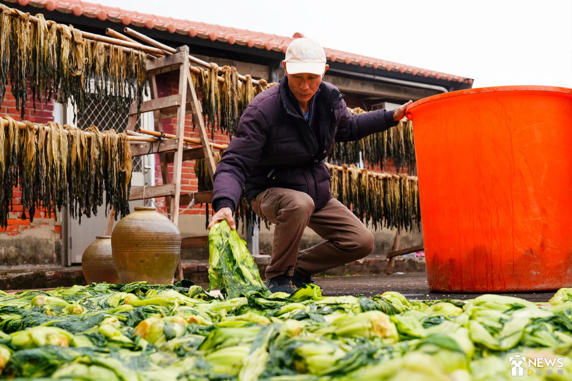 將踩踏過後剩下的芥菜收進塑膠桶。朱愷元攝