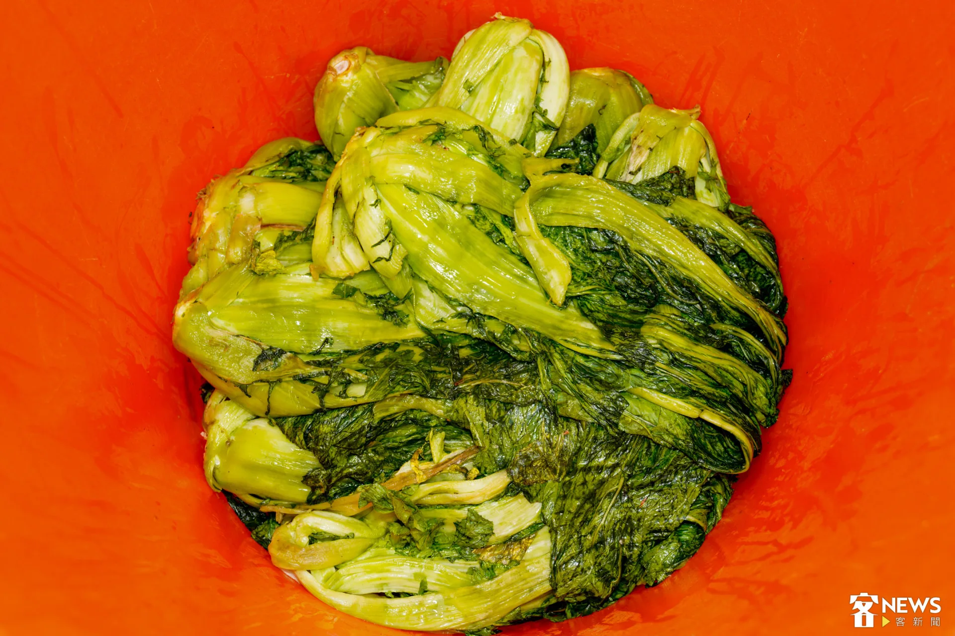 將經踩踏過的芥菜一層層收納入塑膠桶。朱愷元攝