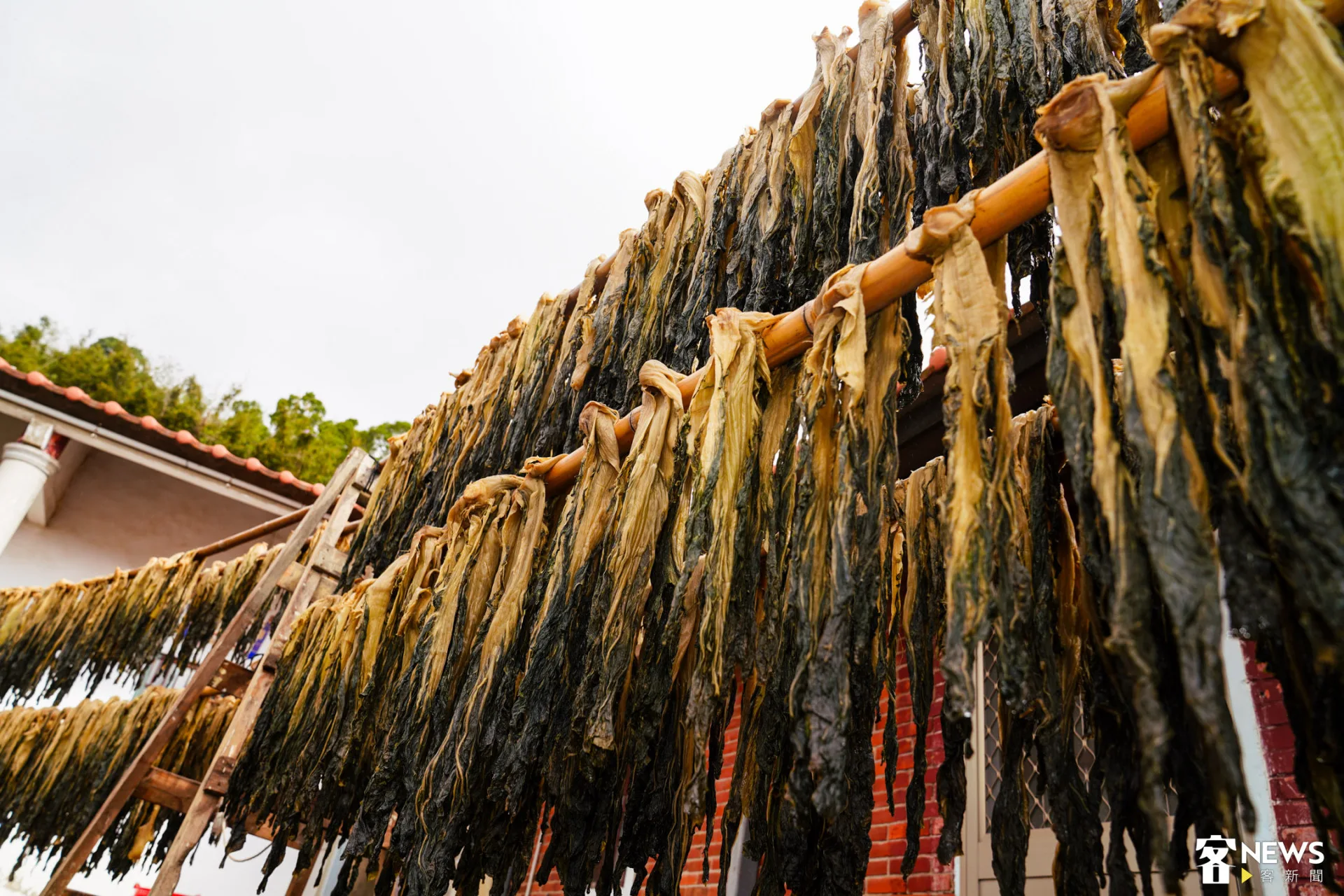 隨風擺動的酸菜等待乾燥。朱愷元攝