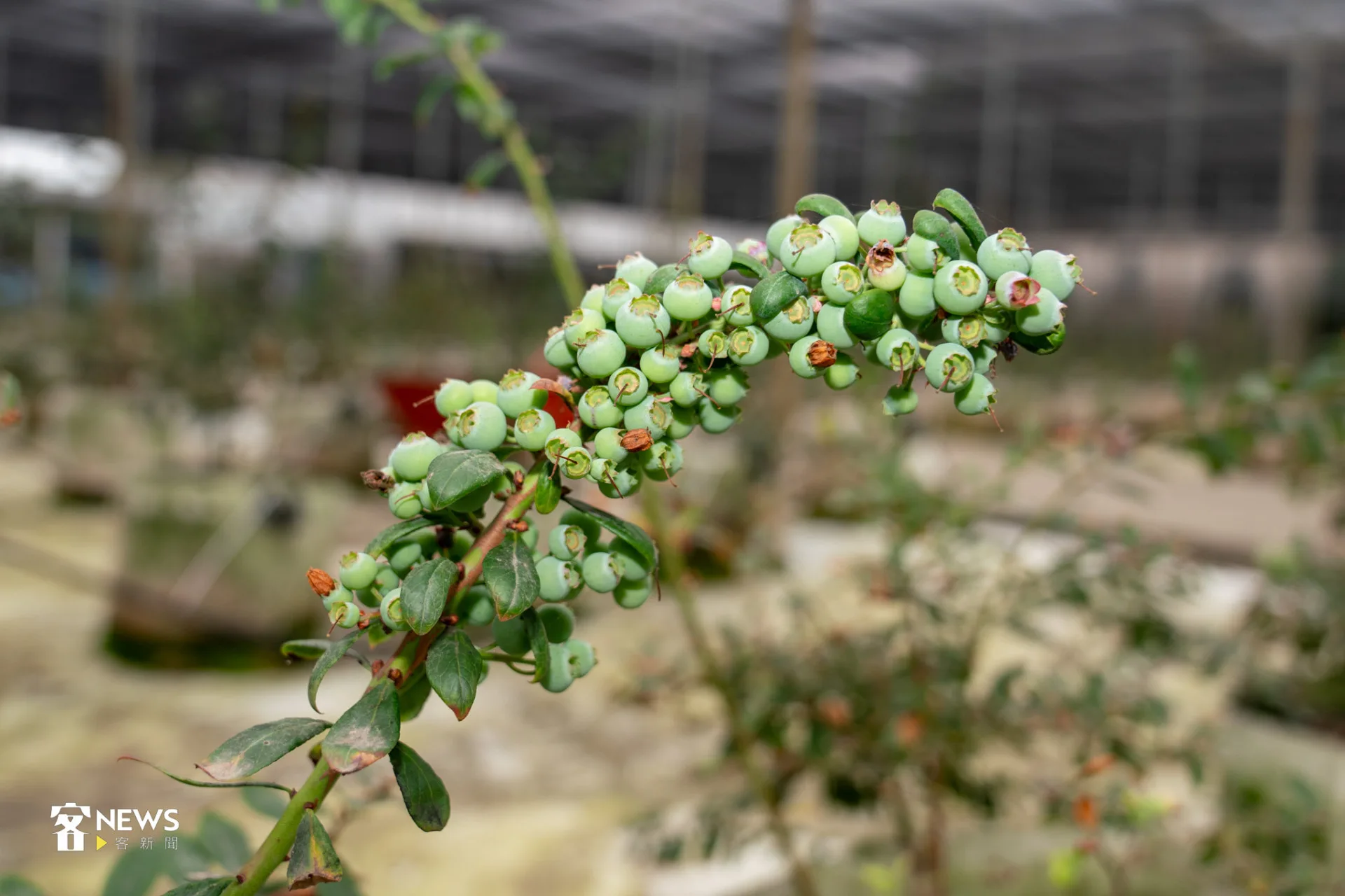 結實纍纍的藍莓青果,品種為陽光藍。李宥妍攝