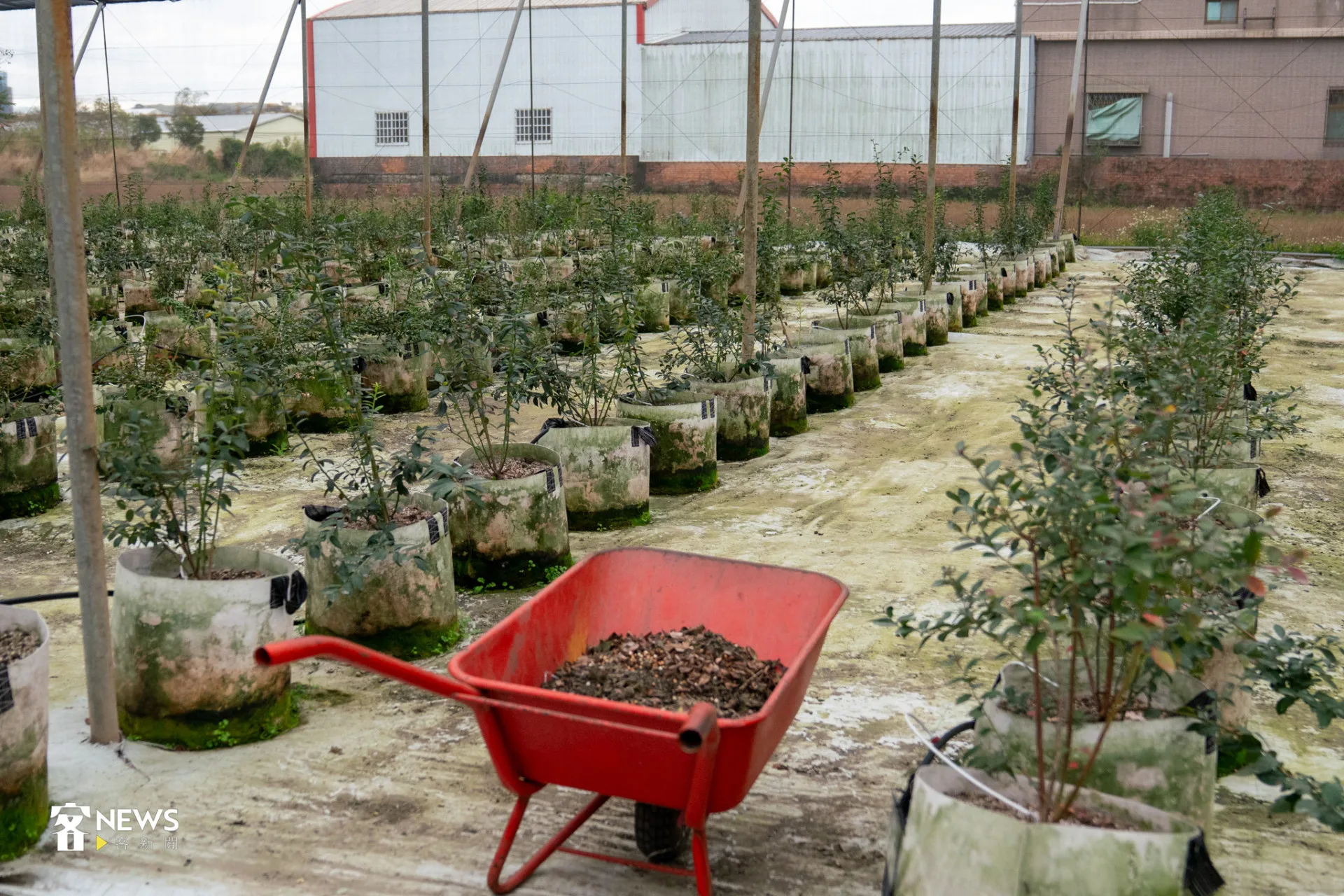 南高叢的陽光藍品種,適合在台灣低海拔地區種植。李宥妍攝