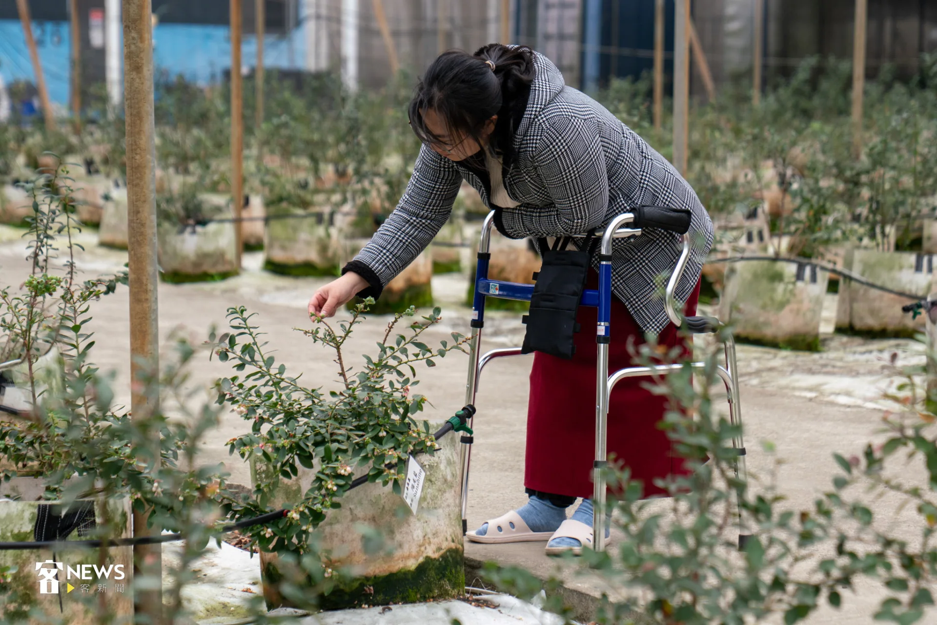李虹萱受訪空檔也不忘動手照顧藍莓,展現農人本色。李宥妍攝