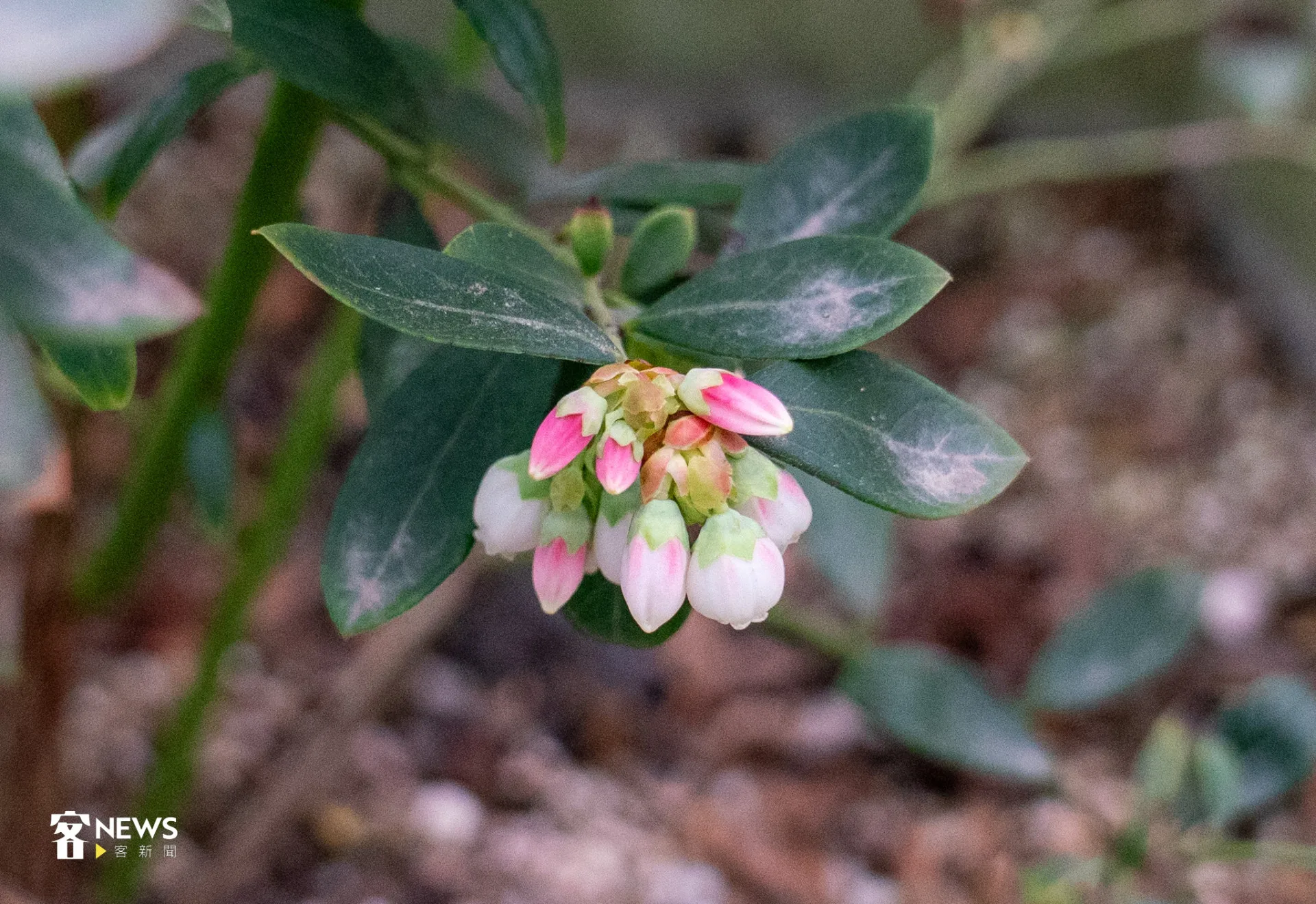 玲瓏可愛的藍莓花苞。李宥妍攝