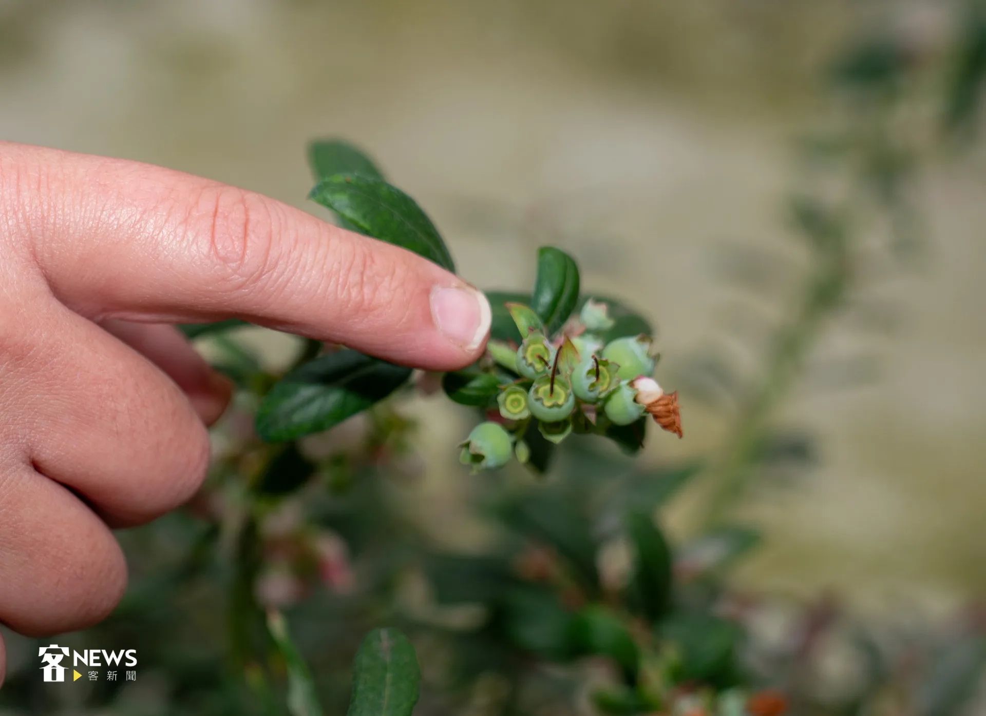 藍莓青果上殘存著花朵柱頭。李宥妍攝
