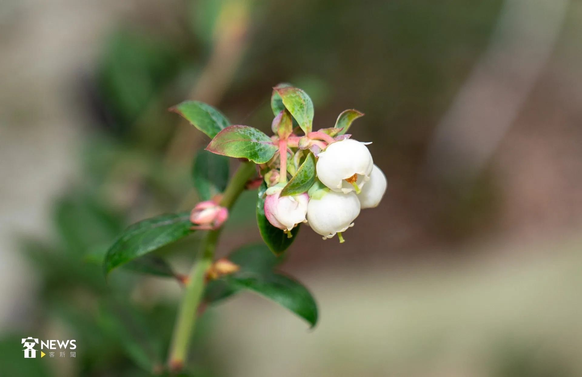 藍莓的白色鐘型花朵小巧可愛,展現出杜鵑科的特徵。李宥妍攝