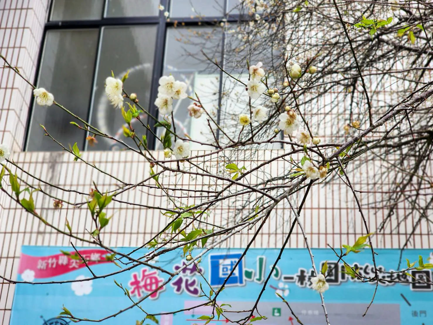 新竹縣尖石鄉梅花國小梅花。新竹縣政府提供