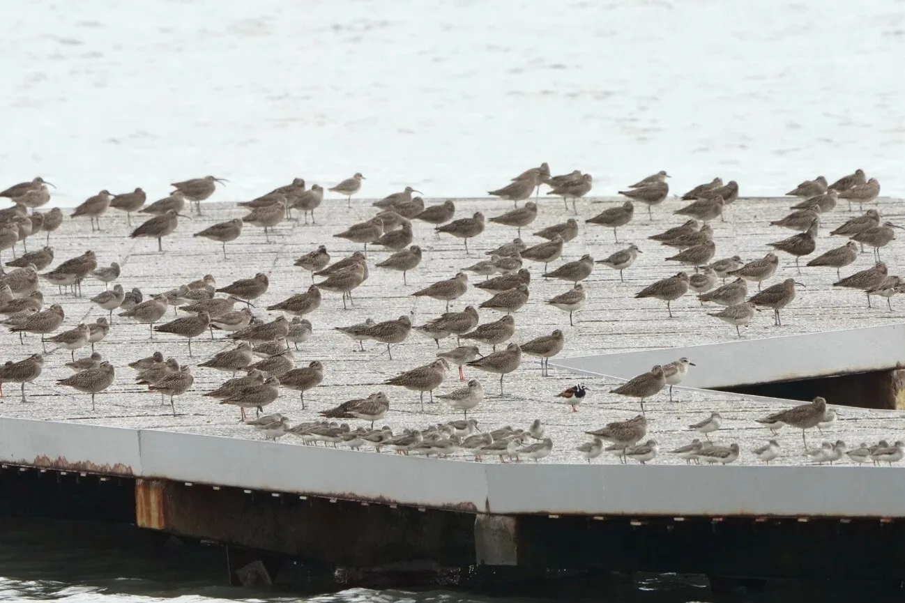 漲潮期間，水鳥聚集於香山濕地的賞蟹步道休息。竹市府提供