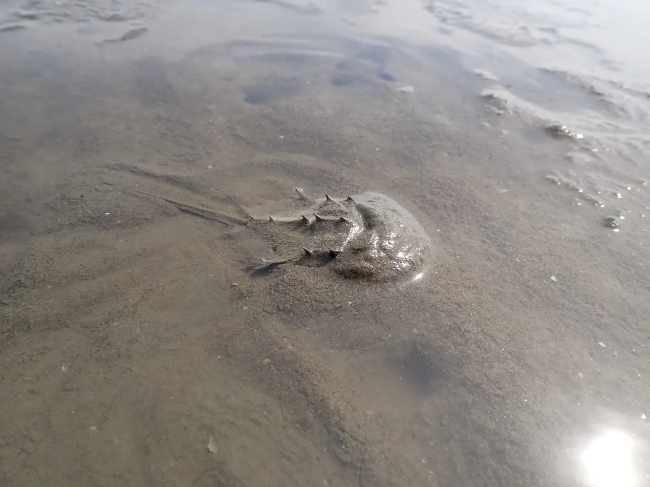 「三棘鱟」幼鱟棲息於香山濕地的泥灘潮間帶⽣⻑發育。竹市府提供