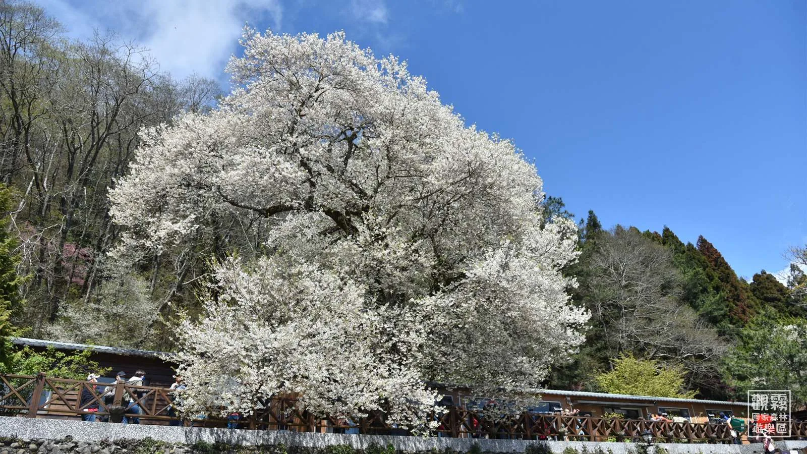 台灣好行觀霧線沿線景點─櫻王。新竹縣政府提供